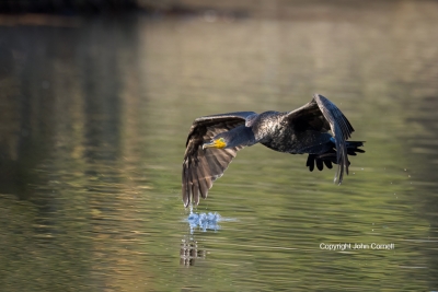 Cormorant;Double-crested-Cormorant;Flying-Bird;Phalacrocorax-auritus;Photography